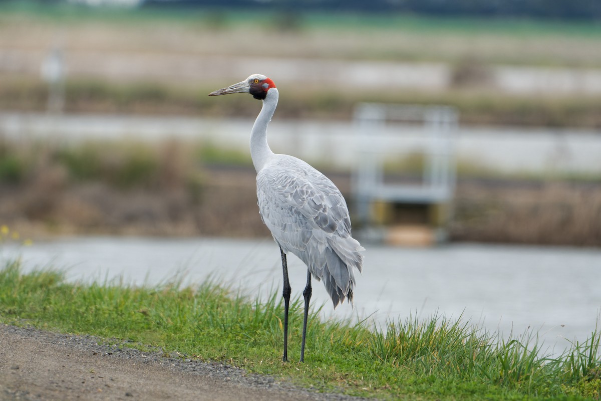 Brolga - ML641842041