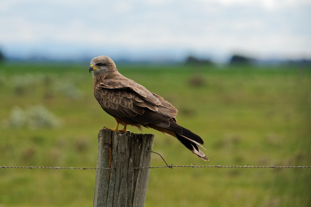 Black Kite - ML641842047