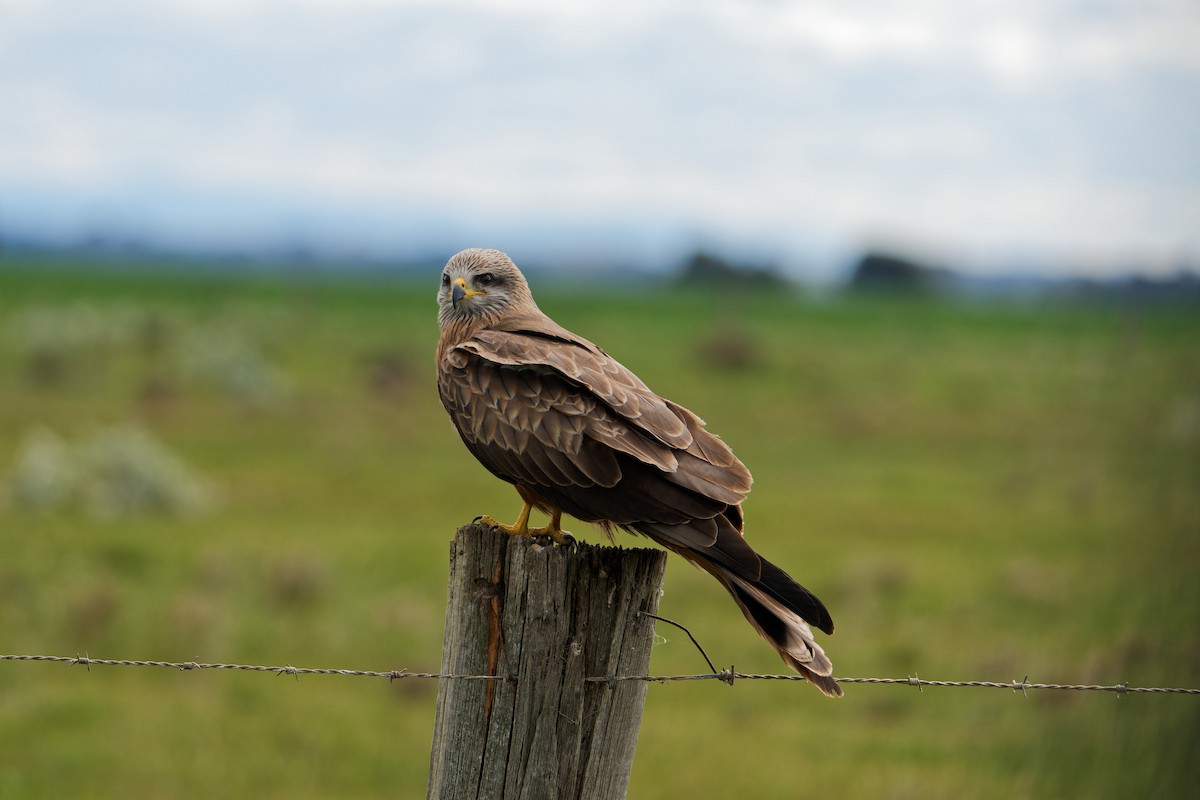 Black Kite - ML641842048