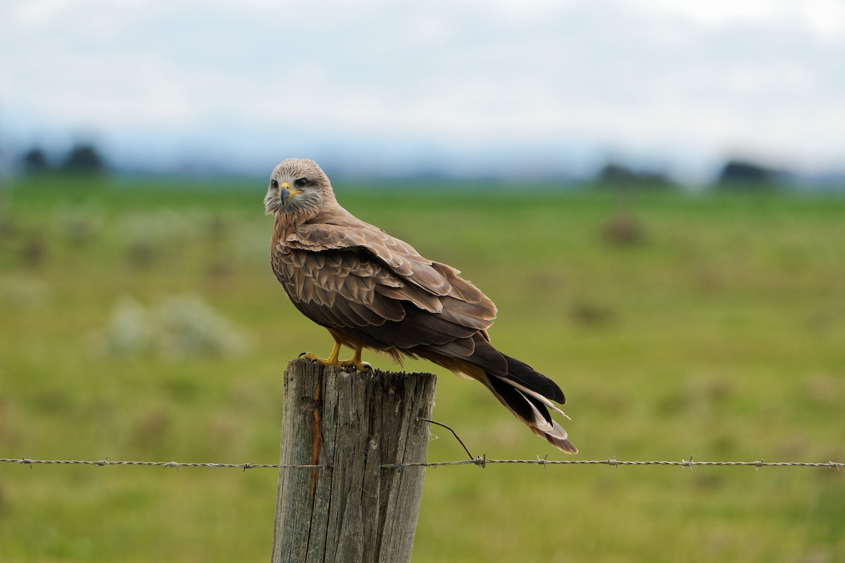 Black Kite - ML641842049