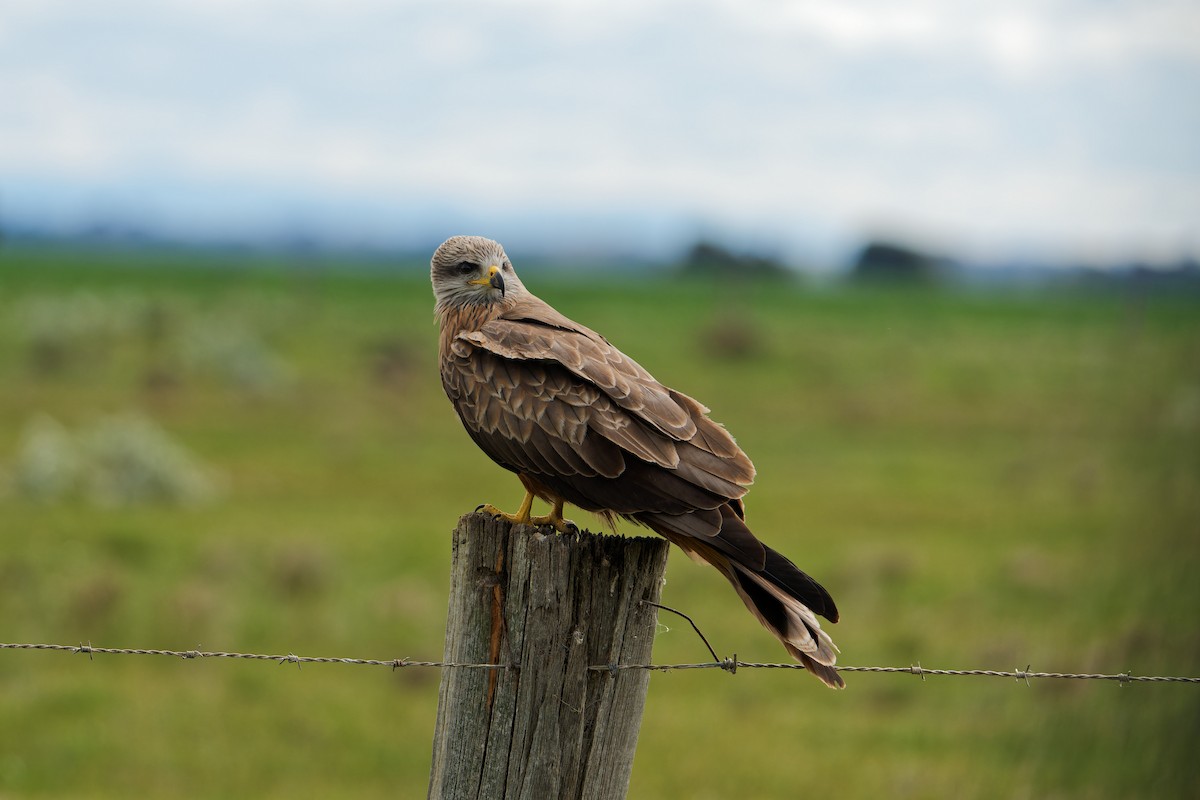 Black Kite - ML641842050