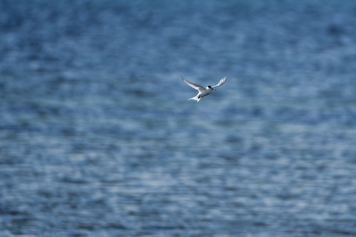 Australian Fairy Tern - ML641842057