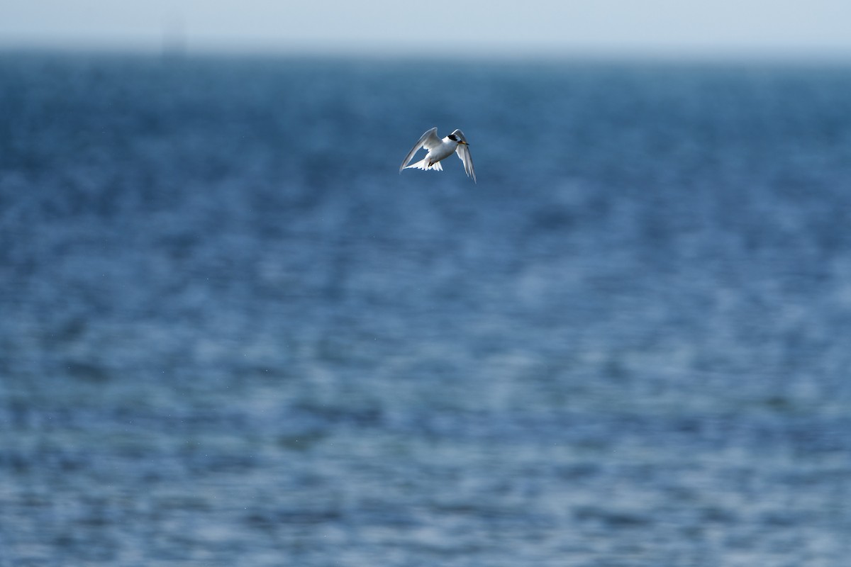 Australian Fairy Tern - ML641842058