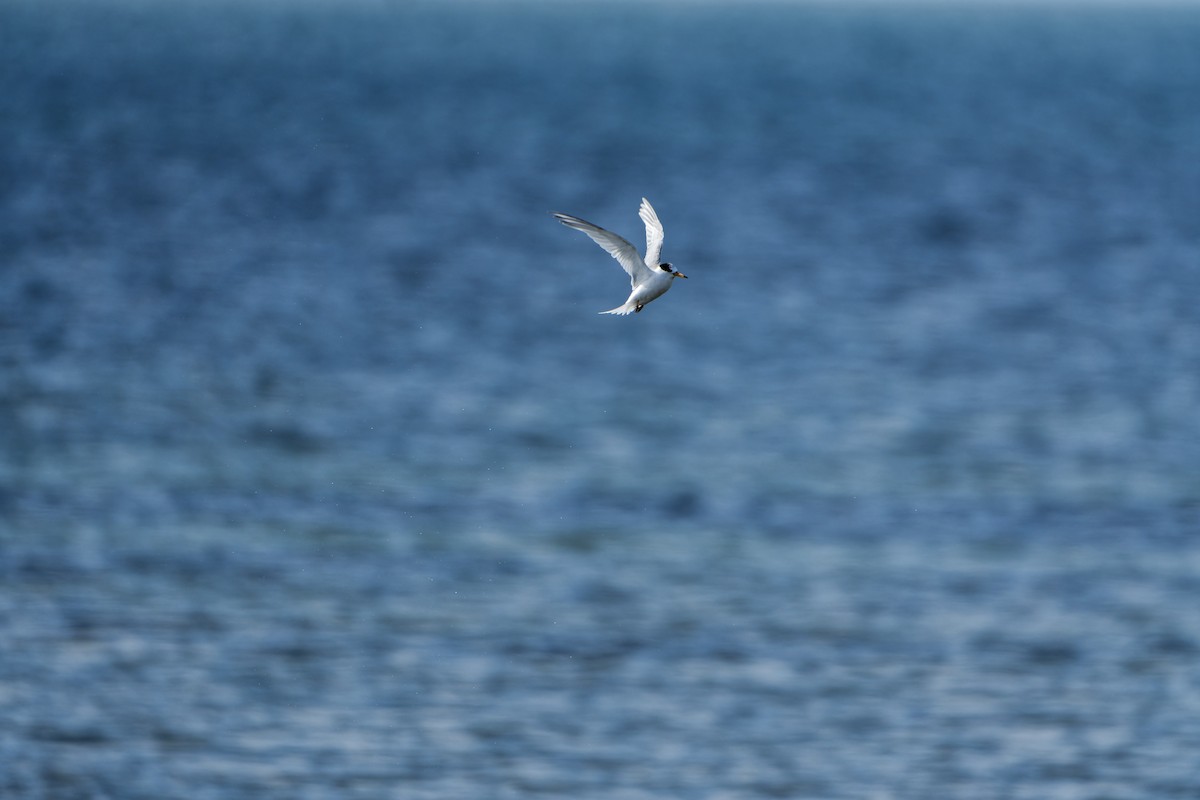 Australian Fairy Tern - ML641842059