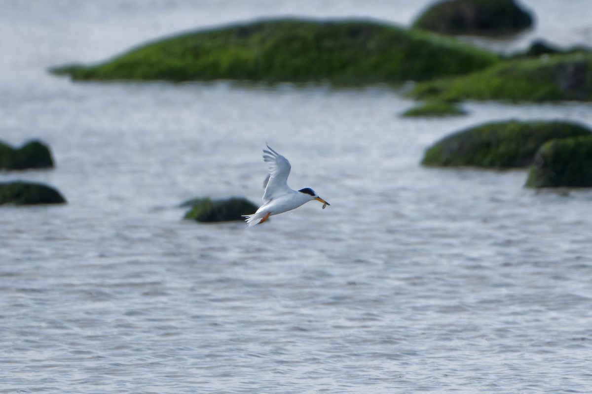 Australian Fairy Tern - ML641842060