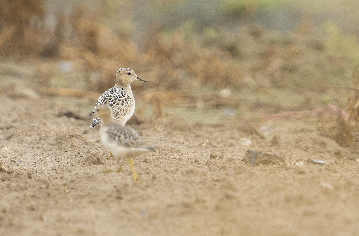 Buff-breasted Sandpiper - ML641842080