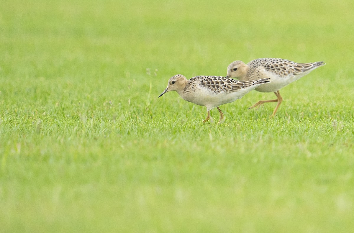 Buff-breasted Sandpiper - ML641842081