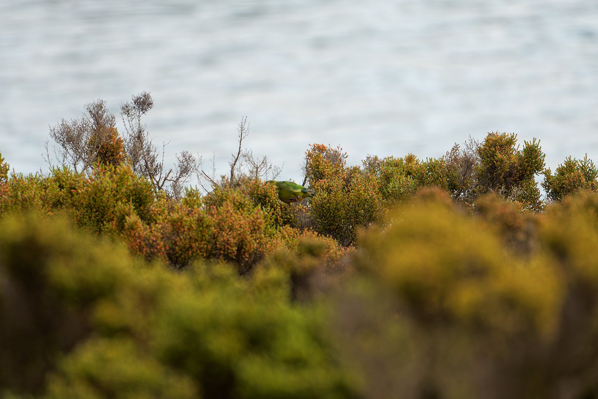 Goldbauchsittich - ML641842091