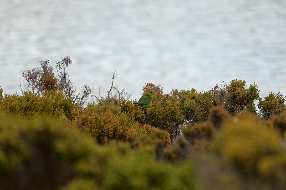 Goldbauchsittich - ML641842094