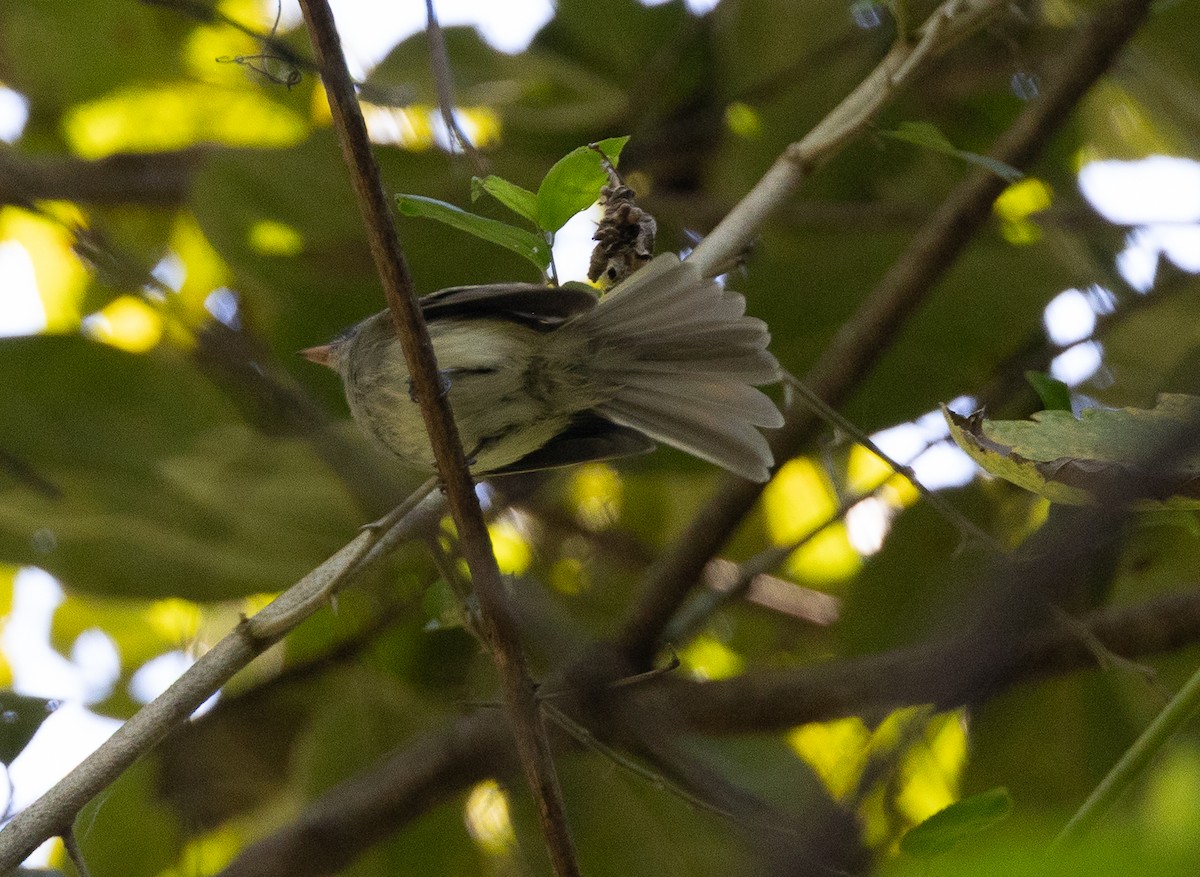 Gray-breasted Flycatcher - ML641842121