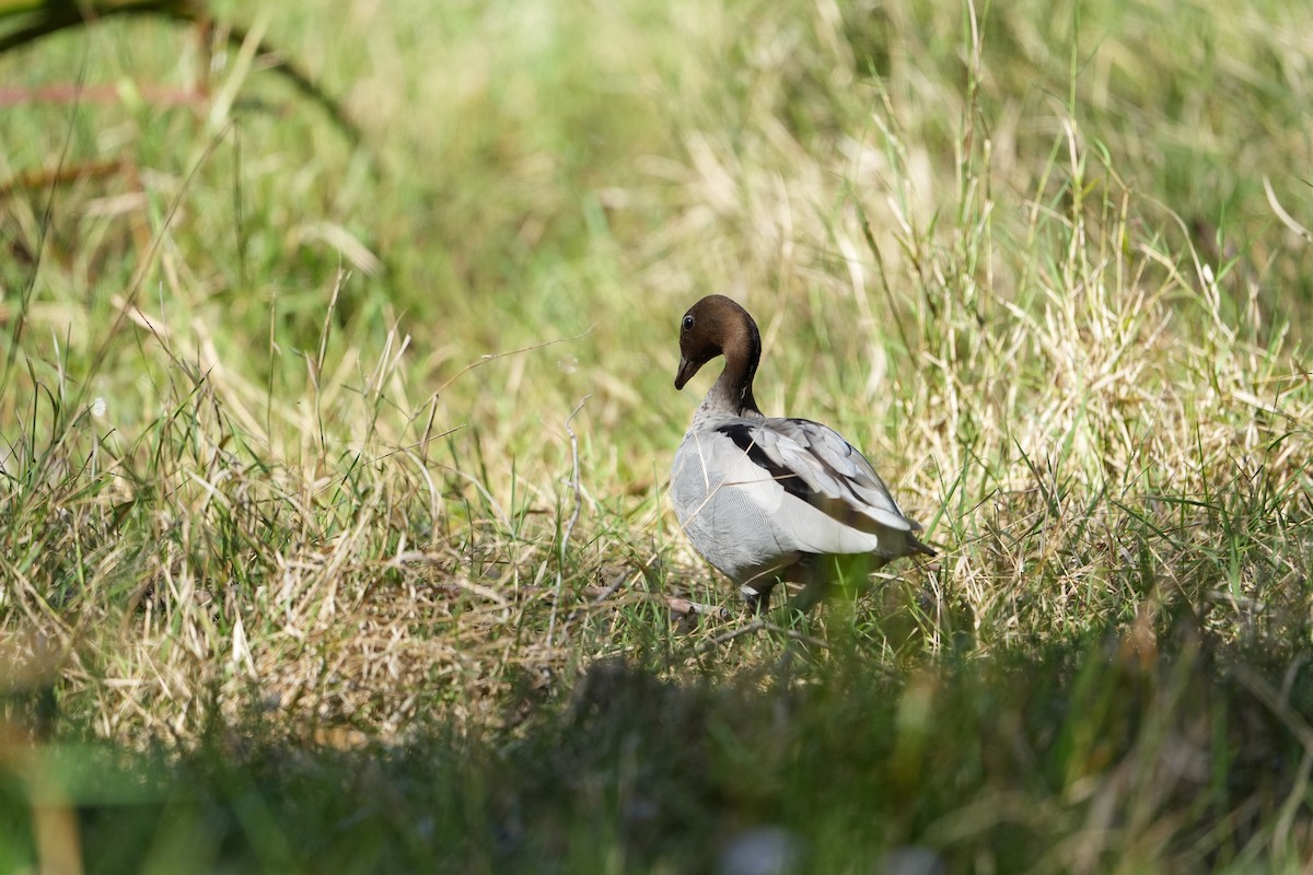 Maned Duck - ML641842123