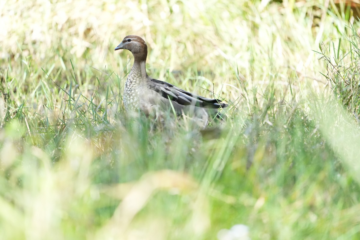 Maned Duck - ML641842124
