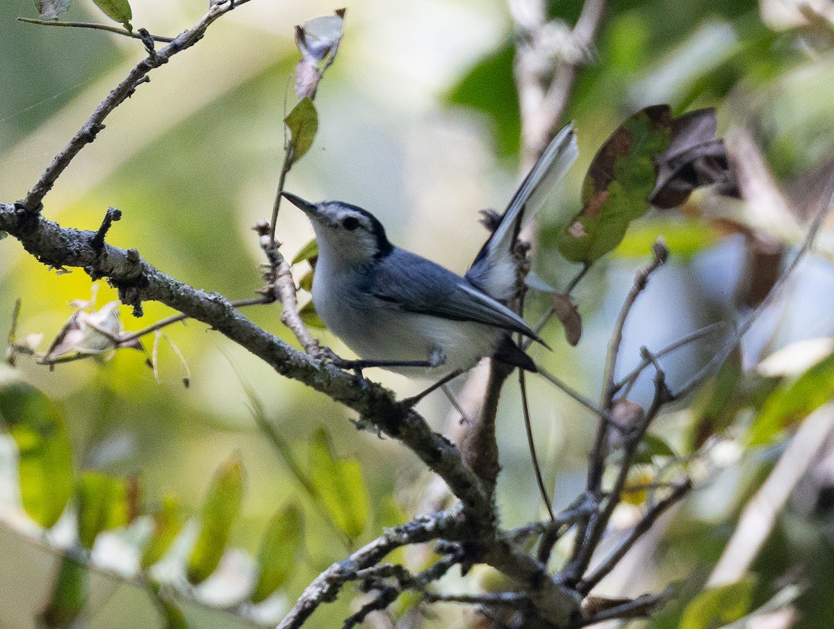 White-browed Gnatcatcher - ML641842125