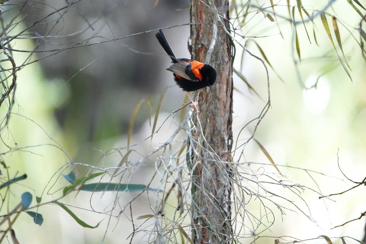 Red-backed Fairywren - ML641842126