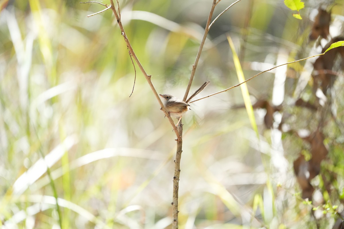 Red-backed Fairywren - ML641842128
