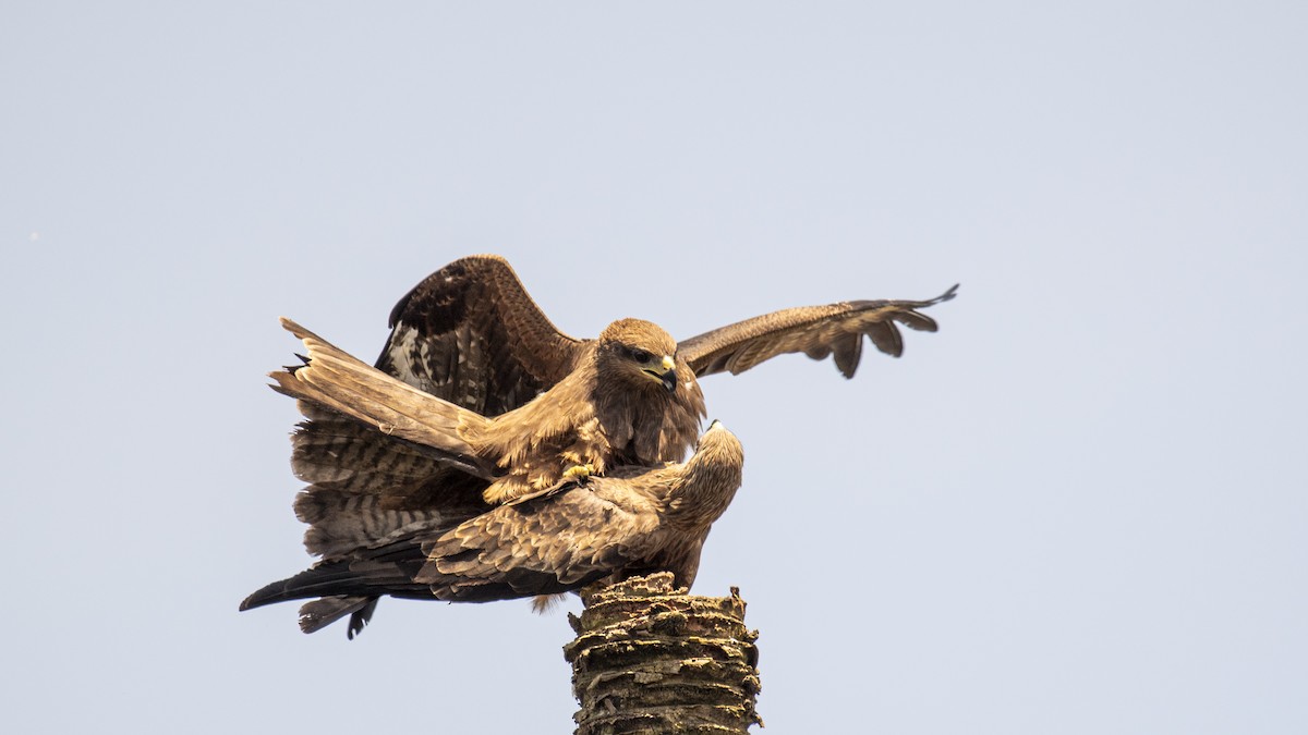 Black Kite - ML641842136