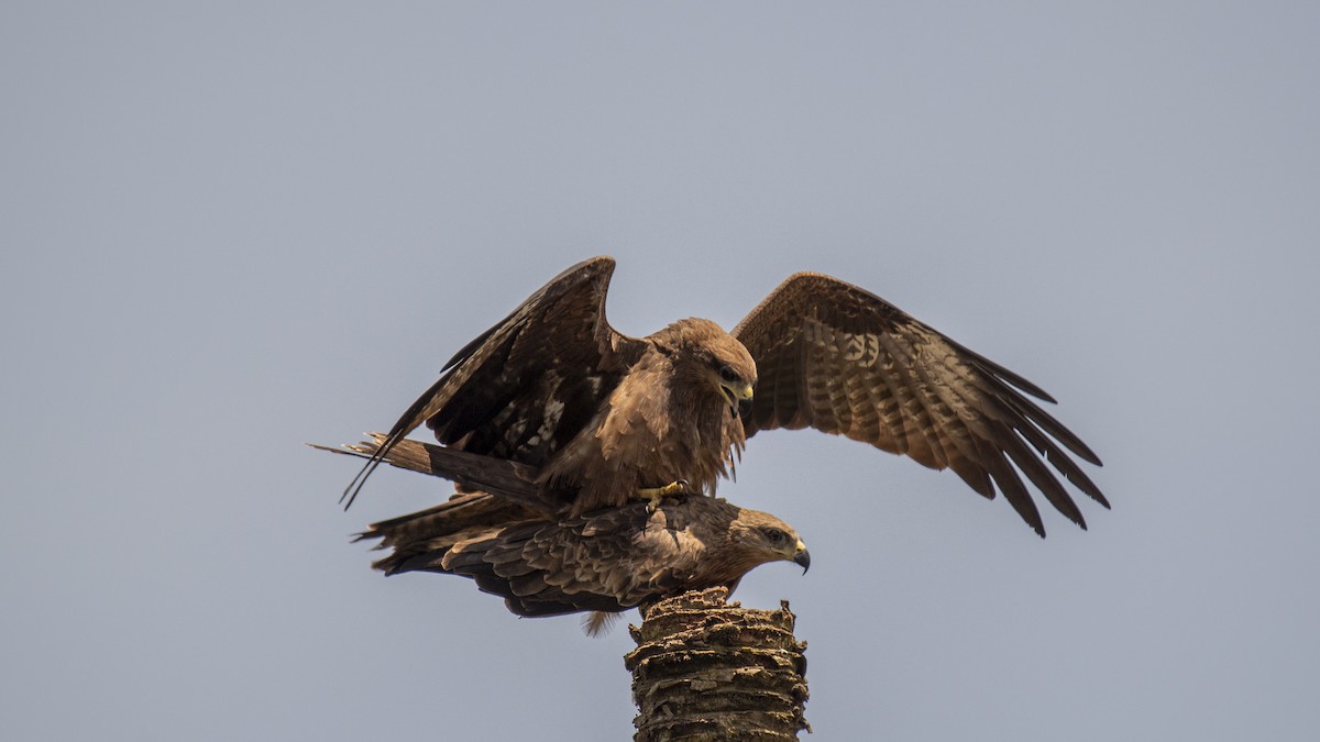 Black Kite - ML641842137