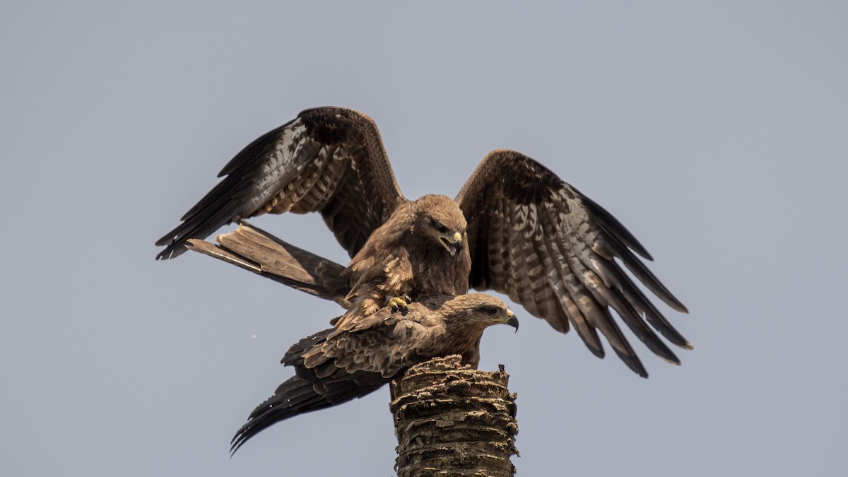 Black Kite - ML641842138