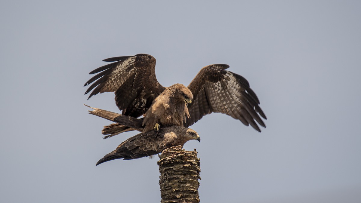 Black Kite - ML641842139