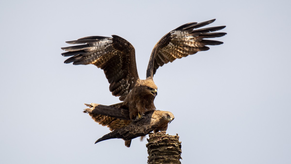 Black Kite - ML641842140