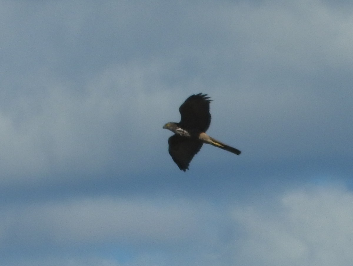Collared Sparrowhawk - ML641842143