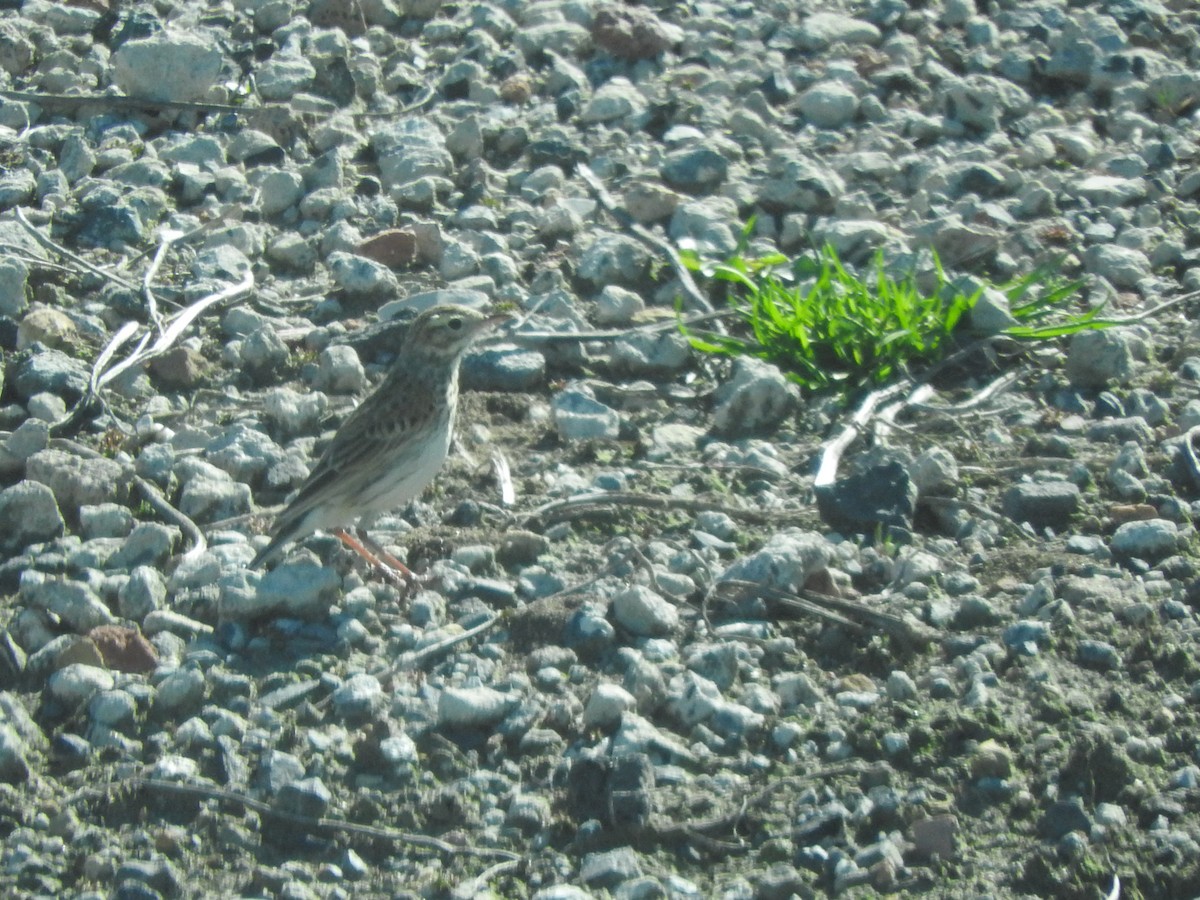Australian Pipit - ML641842198