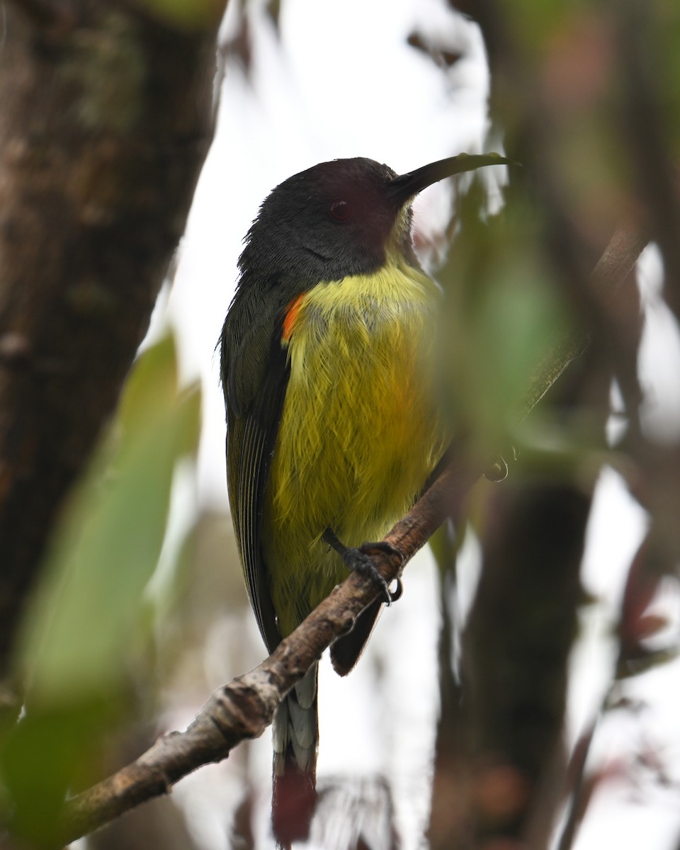 Tboli Sunbird - ML641842236
