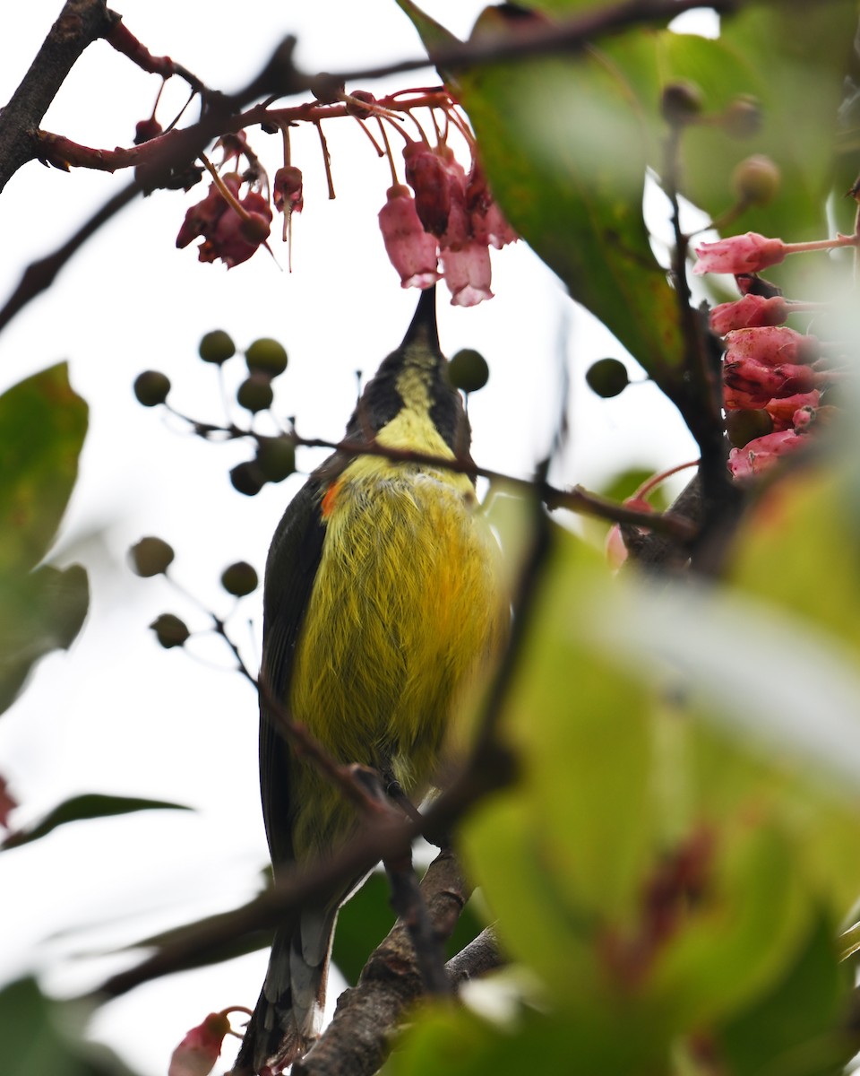 Tboli Sunbird - ML641842237