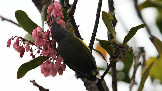 Tboli Sunbird - ML641842240