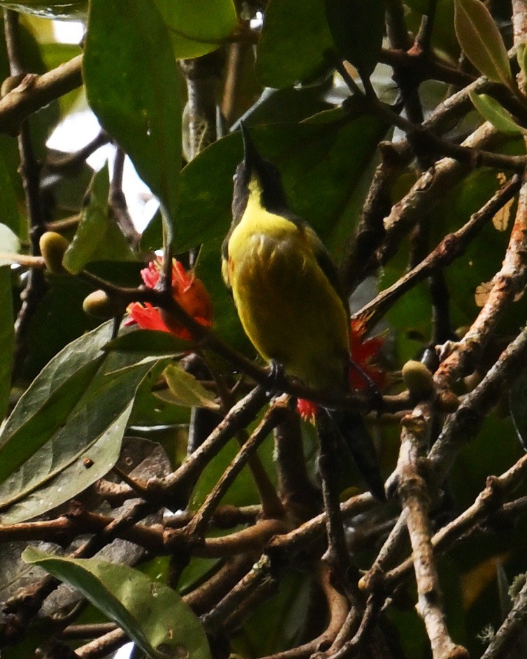 Tboli Sunbird - ML641842251