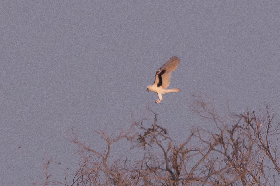 Letter-winged Kite - ML641842273