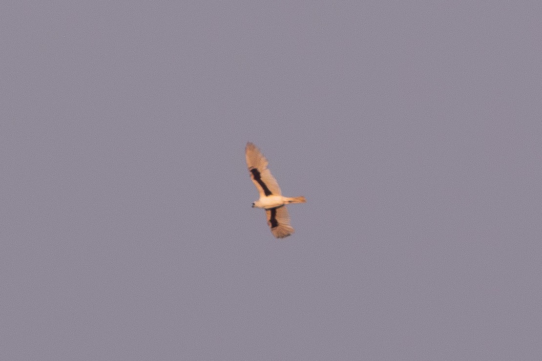 Letter-winged Kite - ML641842274