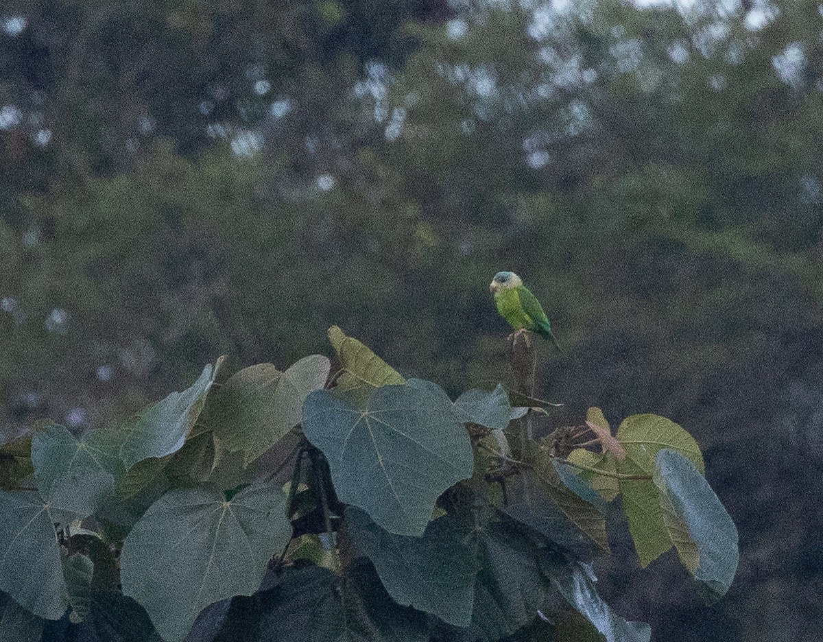 Gray-cheeked Parakeet - ML641842275