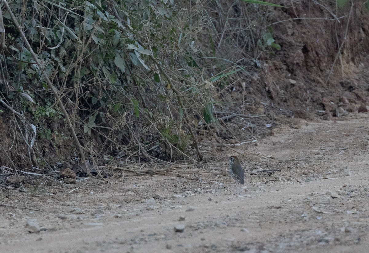 Watkins's Antpitta - ML641842276