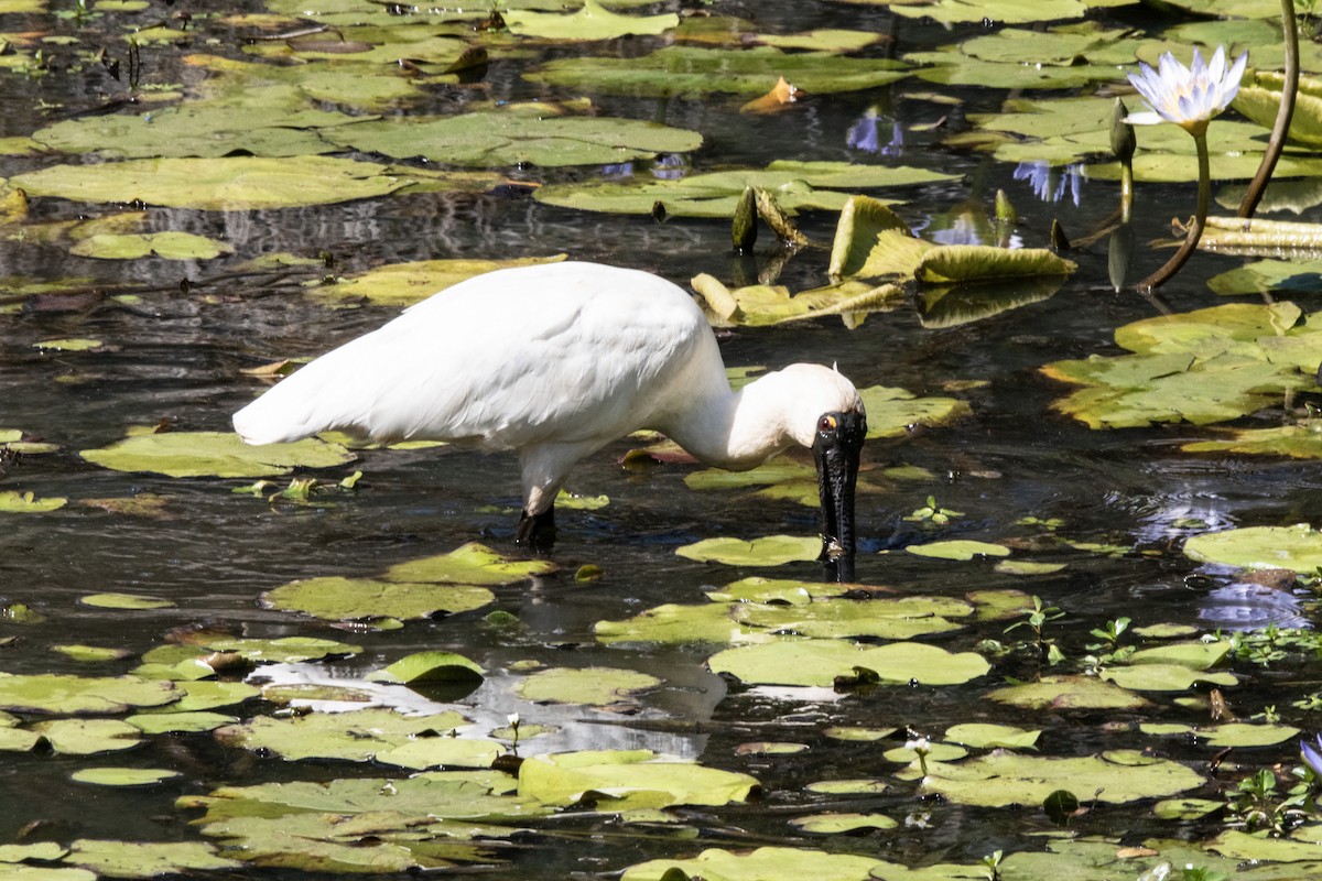 Royal Spoonbill - ML641842281