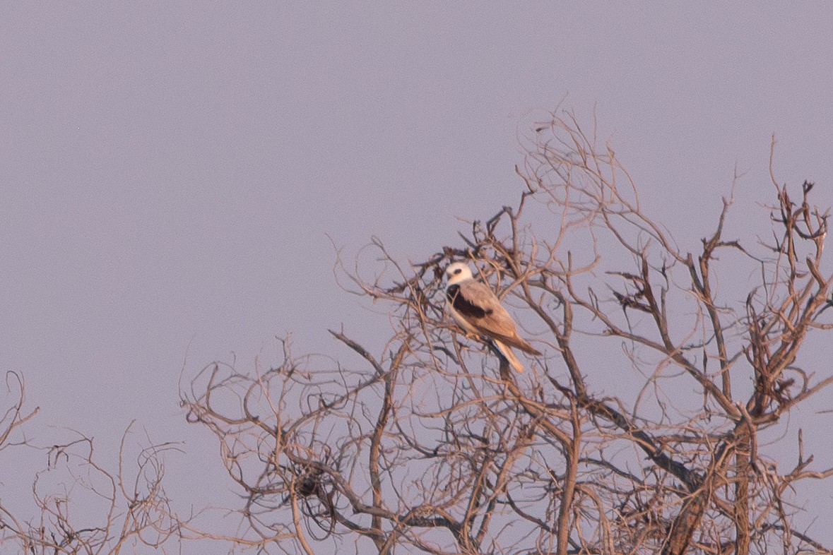 Letter-winged Kite - ML641842320