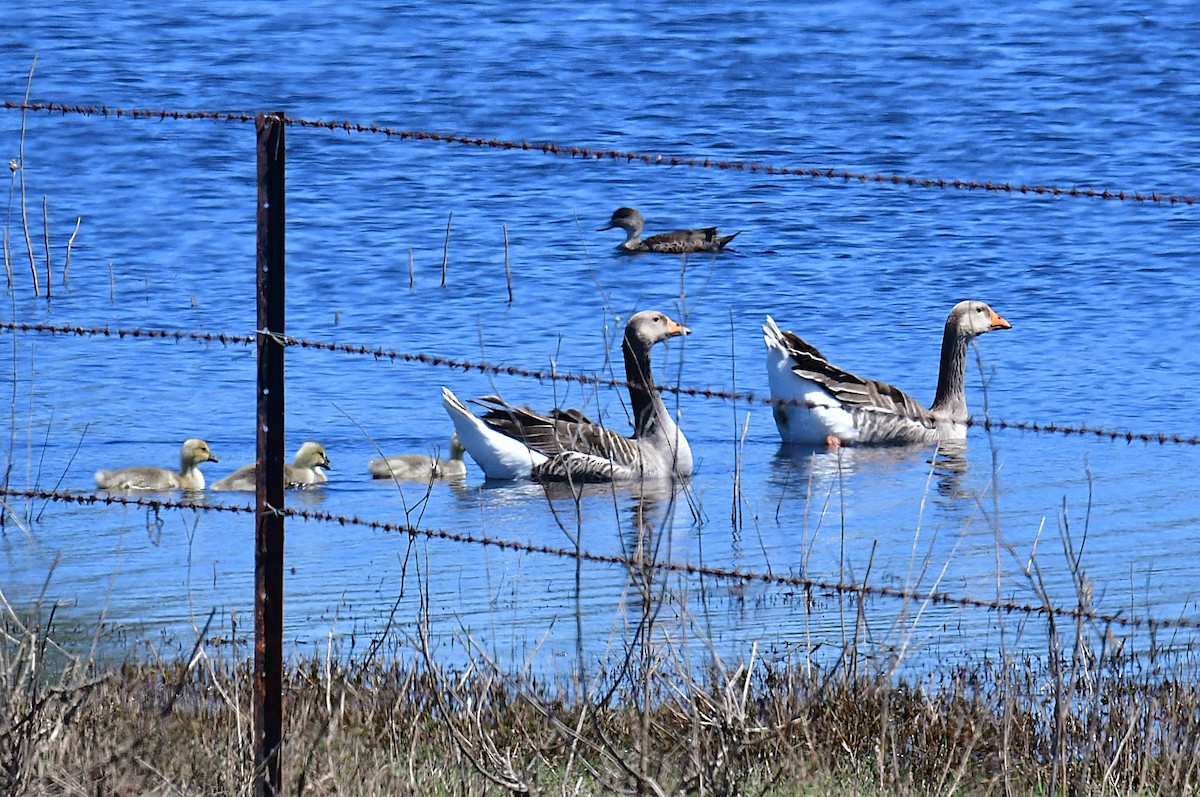 Domestic goose sp. (Domestic type) - ML641842328