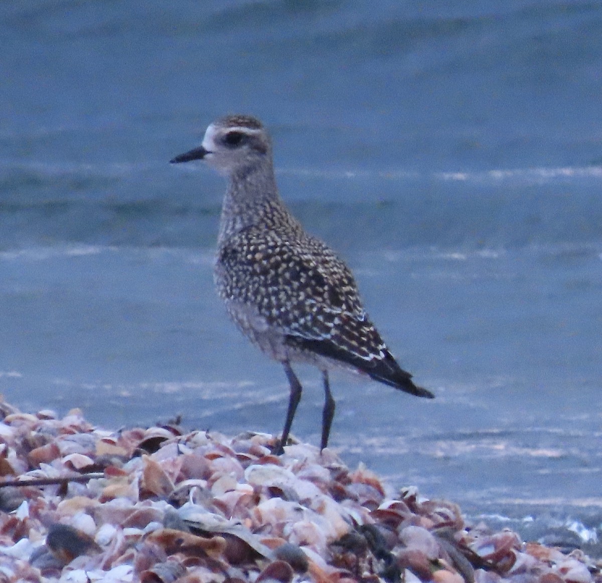 kulík hnědokřídlý - ML641842334