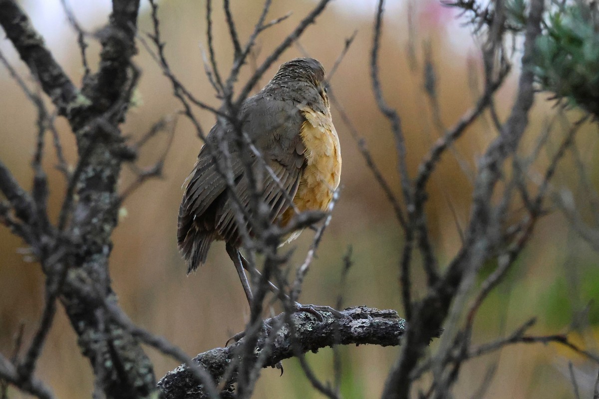 Tawny Antpitta - ML641842348