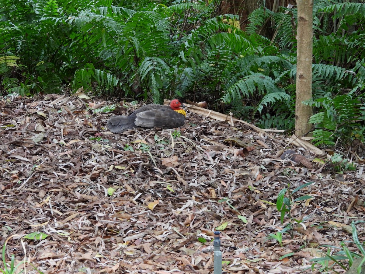 Australian Brushturkey - ML641842356