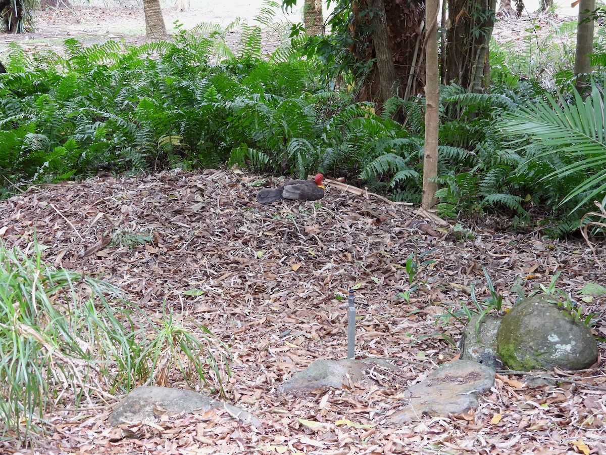 Australian Brushturkey - ML641842357