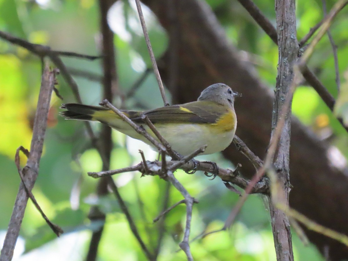 American Redstart - ML641842366