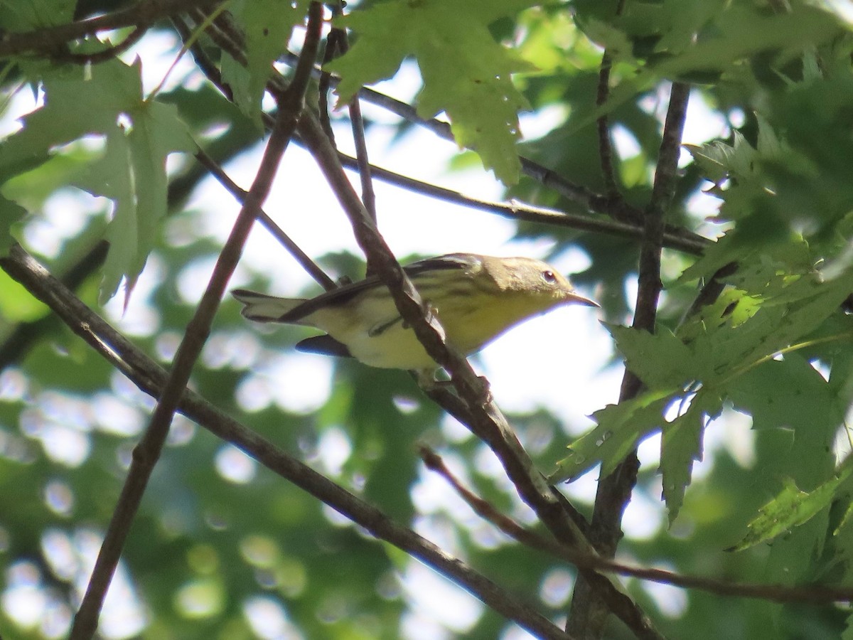 Blackburnian Warbler - ML641842374