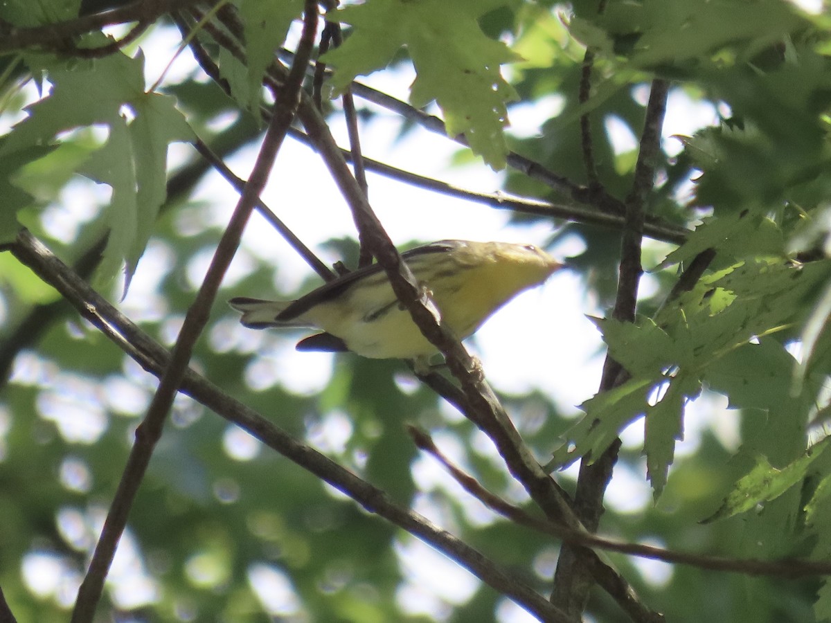 Blackburnian Warbler - ML641842375