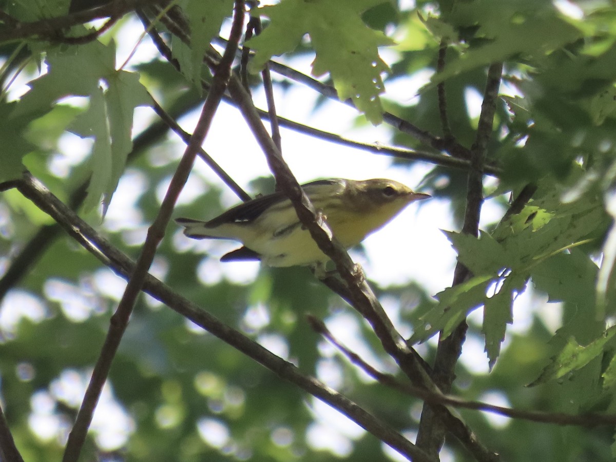 Blackburnian Warbler - ML641842376