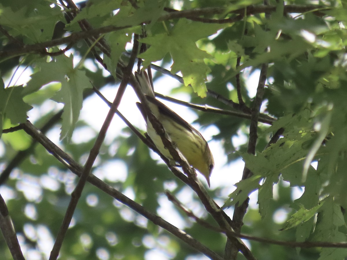 Blackburnian Warbler - ML641842377