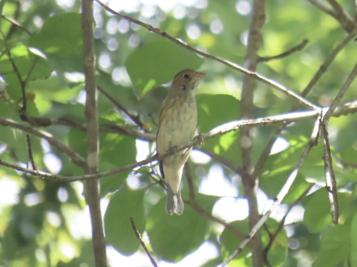Indigo Bunting - ML641842379