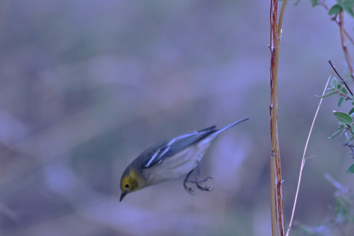 Paruline à tête jaune - ML641842384