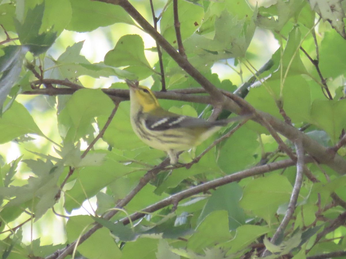 Black-throated Green Warbler - ML641842388
