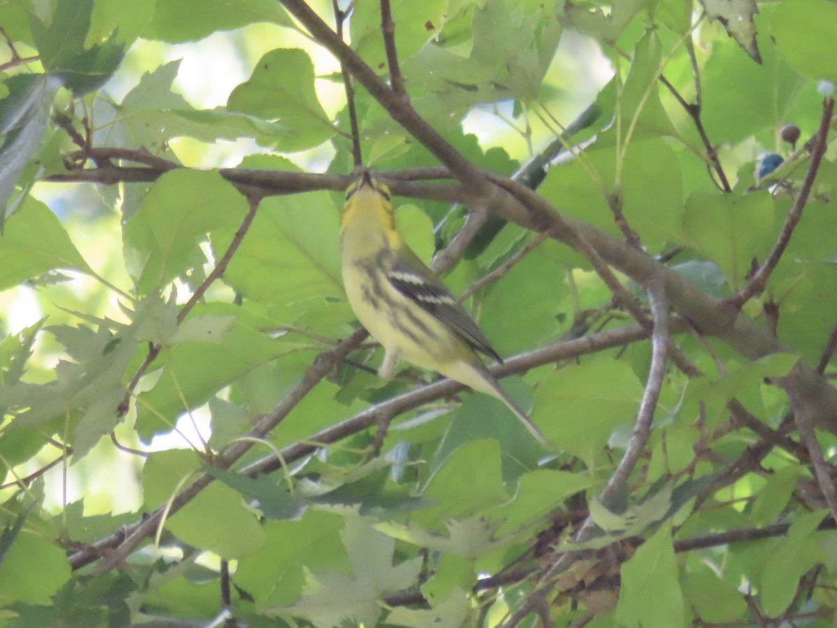 Black-throated Green Warbler - ML641842389